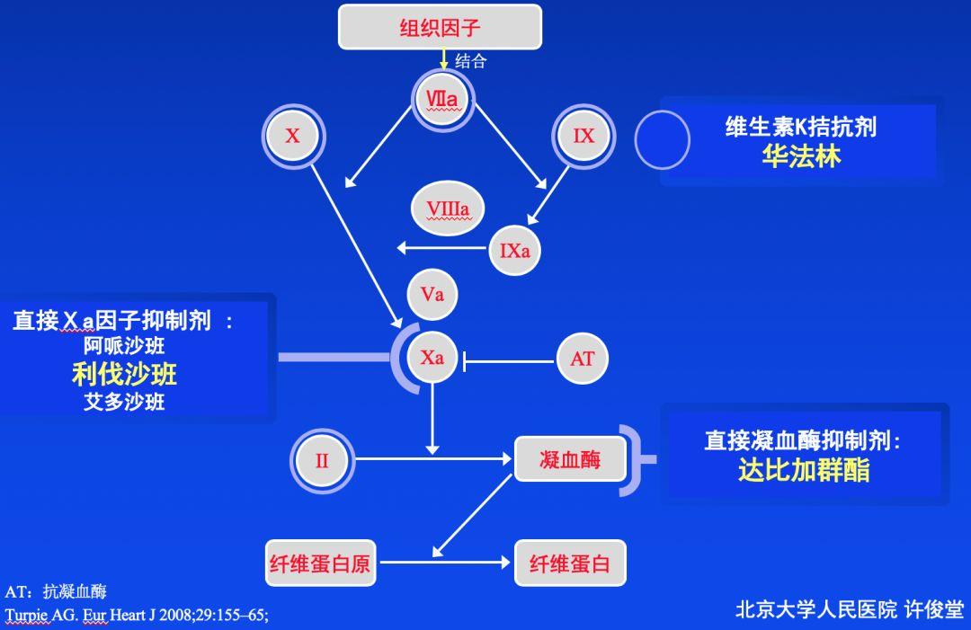 抗凝最新药物解析与观点阐述，最新药物介绍及功能解析